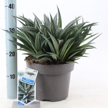 x Mangave 'Pineapple Express'