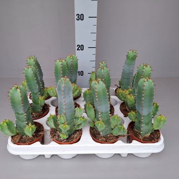 Euphorbia resinifera