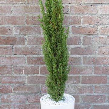 Cupressus sempervirens 'Тотем'