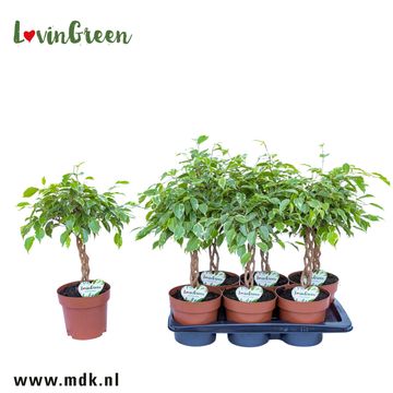 Ficus benjamina 'Golden King'