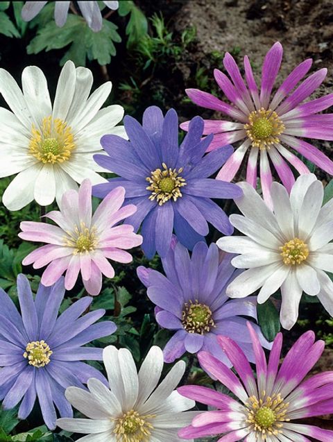 Anemone blanda MIX