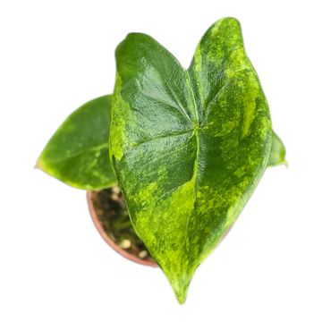 Alocasia zebrina 'Variegata'