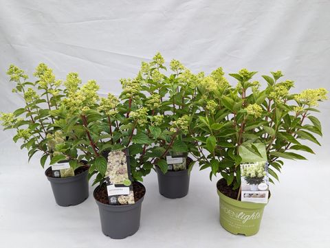 Hydrangea paniculata MIX