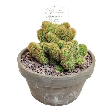 Hildewintera aureispina cristata