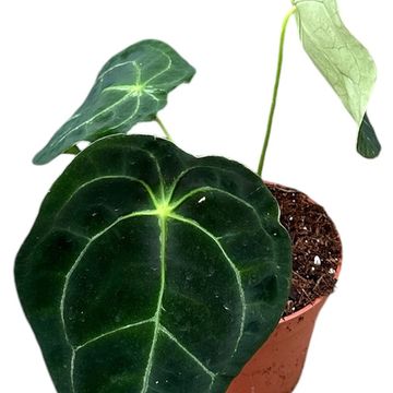 Alocasia plumbea 'Flying Squid'