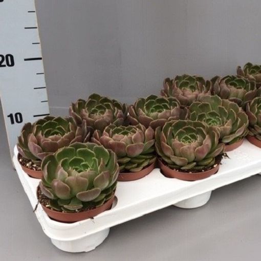 2 Shipped in a Pot 4 Pot of Echeveria Brown Rose Korean Hybrid Succulent Plant