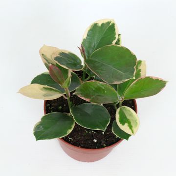 Hoya australis tenuipes