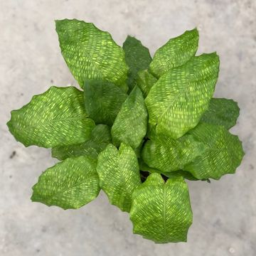 Calathea musaica NETWORK