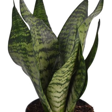 Sansevieria trifasciata 'Laurentii'