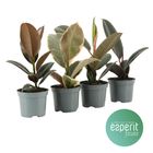 Ficus elastica MIX