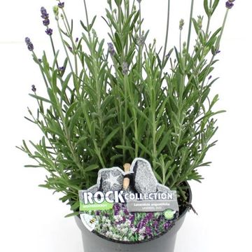Lavandula MIX IN POT