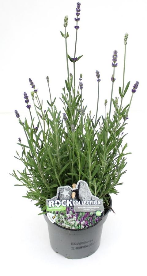 Lavandula MIX IN POT