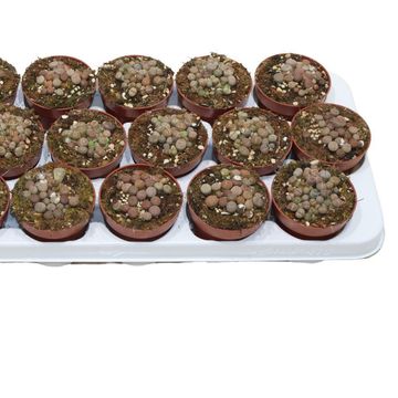 Lithops