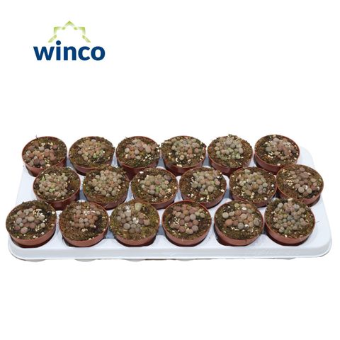 Lithops