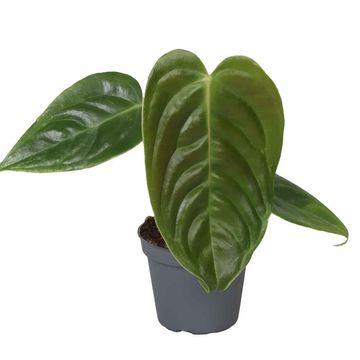 Anthurium veitchii