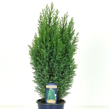 Chamaecyparis лавсониана 'Элвуди'