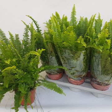 Nephrolepis exaltata 'Green Lady'