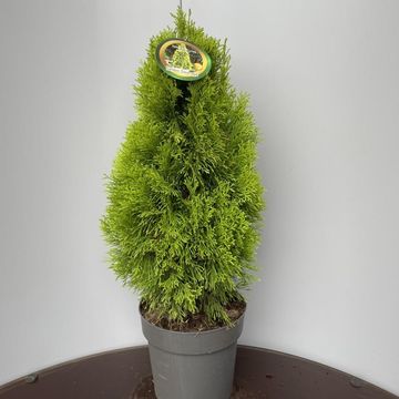 Thuja occidentalis GOLDEN SMARAGD