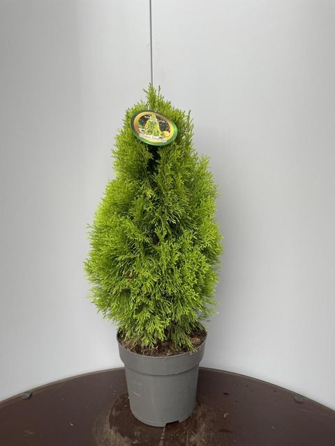 Thuja occidentalis GOLDEN SMARAGD
