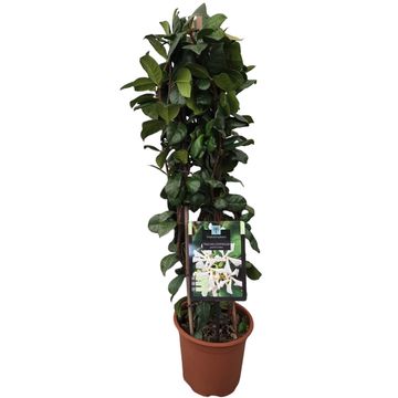 Trachelospermum jasminoides