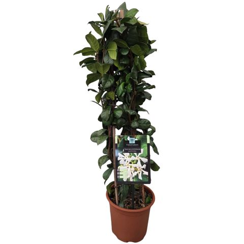 Trachelospermum jasminoides