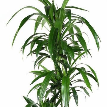 Dracaena fragrans 'Janet Craig'