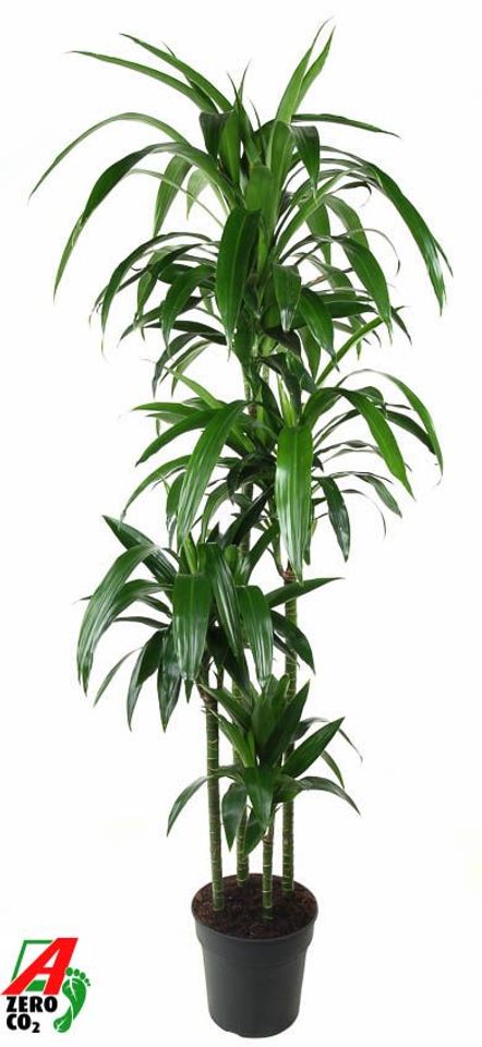 Dracaena fragrans 'Janet Craig'