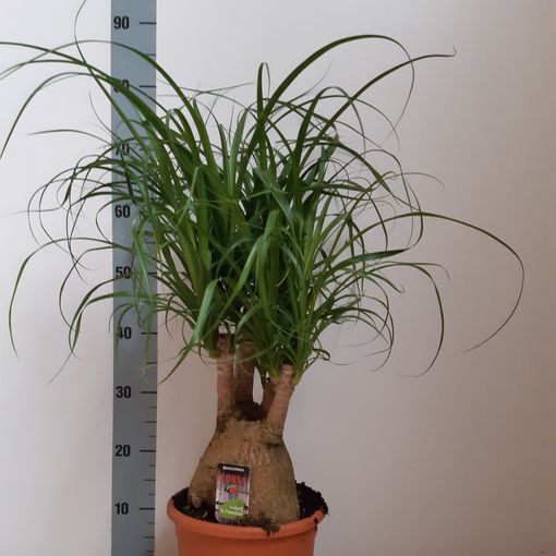 Beaucarnea recurvata — Plant Wholesale FlorAccess