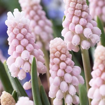Muscari 'Pink Sunrise'