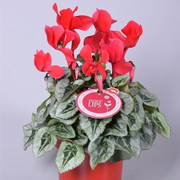 Cyclamen persicum SUPER SERIE REMBRANDT MIX