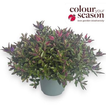Hebe HEBEDONNA MIX IN POT