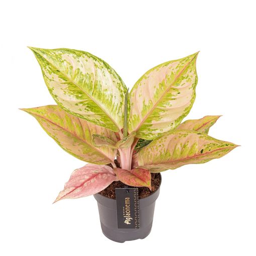 Aglaonema 'Pastella'