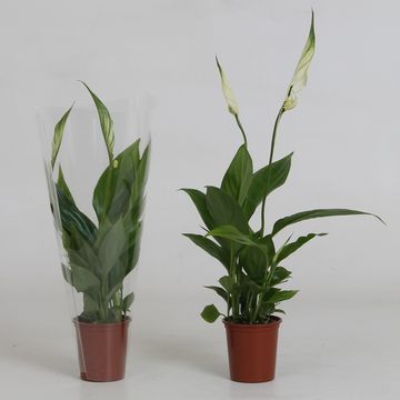 Spathiphyllum 'Alana'