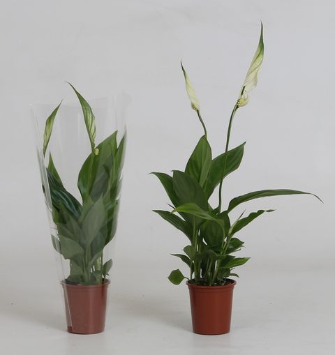 Spathiphyllum 'Alana'