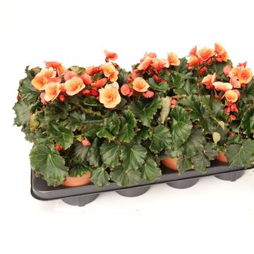 Begonia 'Glory Garden Orange'