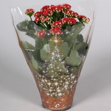 Kalanchoe blossfeldiana CALANDIVA MIX