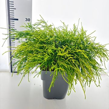 Chamaecyparis pisifera 'Sungold'