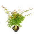 Acer palmatum 'Катсура'