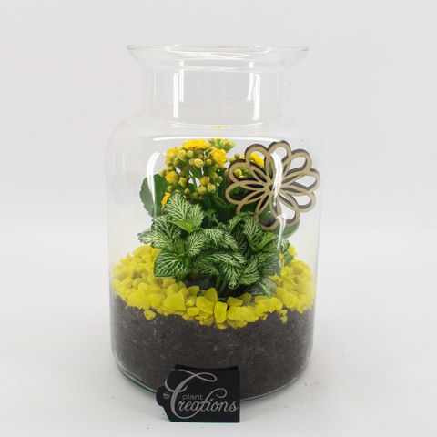 Arrangement Basic Fundamentals Terrarium