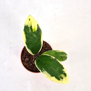 Hoya acuta 'Variegata'