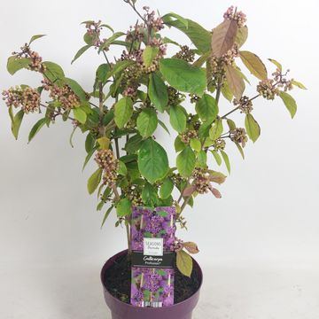 Callicarpa bodinieri 'Profusion'