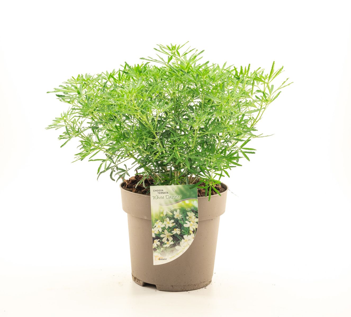 Choisya WHITE DAZZLER — Plant Wholesale FlorAccess