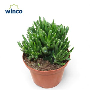 Crassula ovata 'Hobbit'