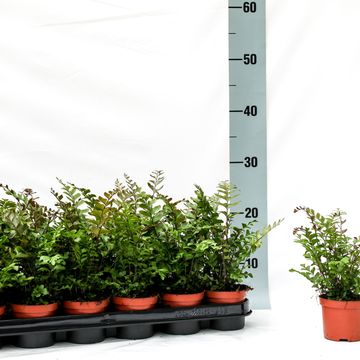 Didymochlaena truncatula