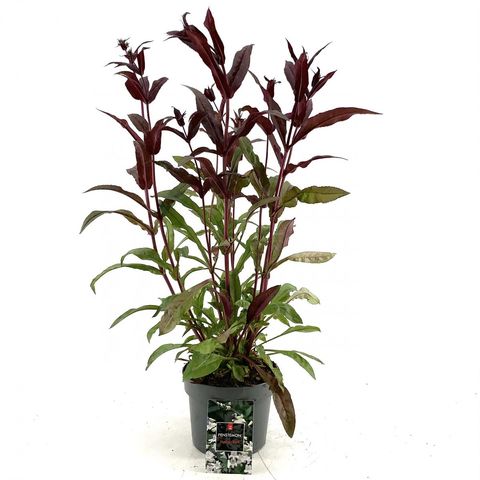 Penstemon digitalis 'Husker Red'