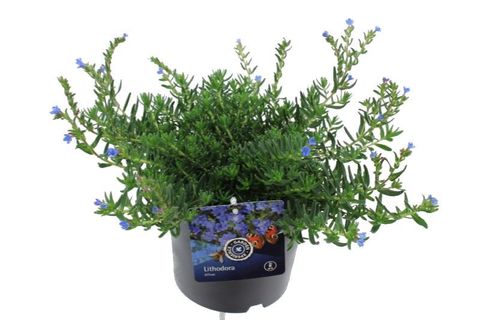 Lithodora diffusa TIDEPOOL SKY BLUE