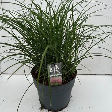 Miscanthus sinensis 'Red Chief'