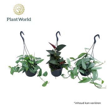 Plantas penduradas MIX