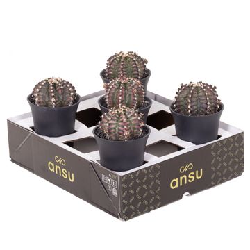 Gymnocalycium T-REX PINK