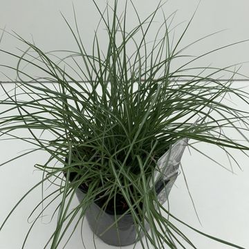 Miscanthus sinensis 'Yaku Jima'